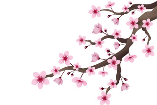 树枝花枝春天踏青日本樱花花朵花瓣花卉树叶树枝png元素